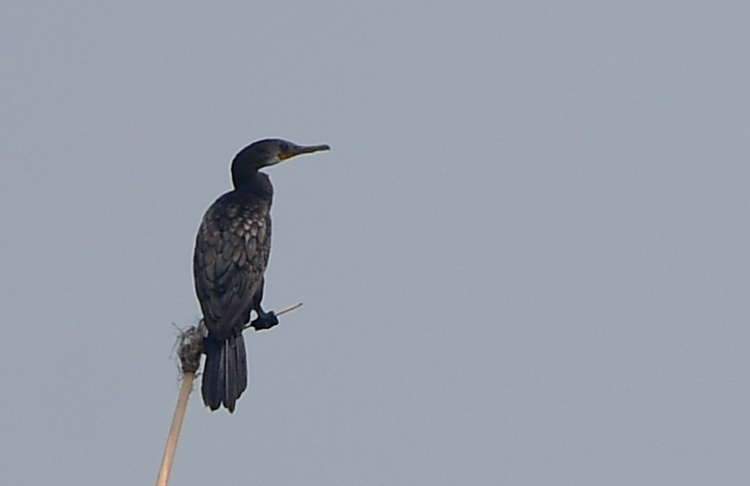 Indian Cormorant - ML637398324