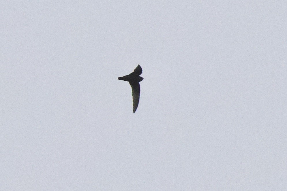Black Swift - ML637398329