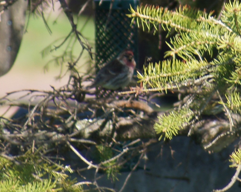 Redpoll (Common) - ML637398354