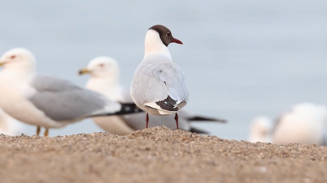 Black-headed Gull - ML637398439