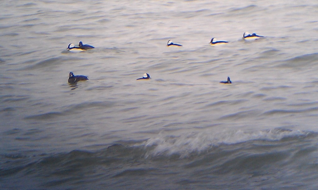 Harlequin Duck - ML637398511