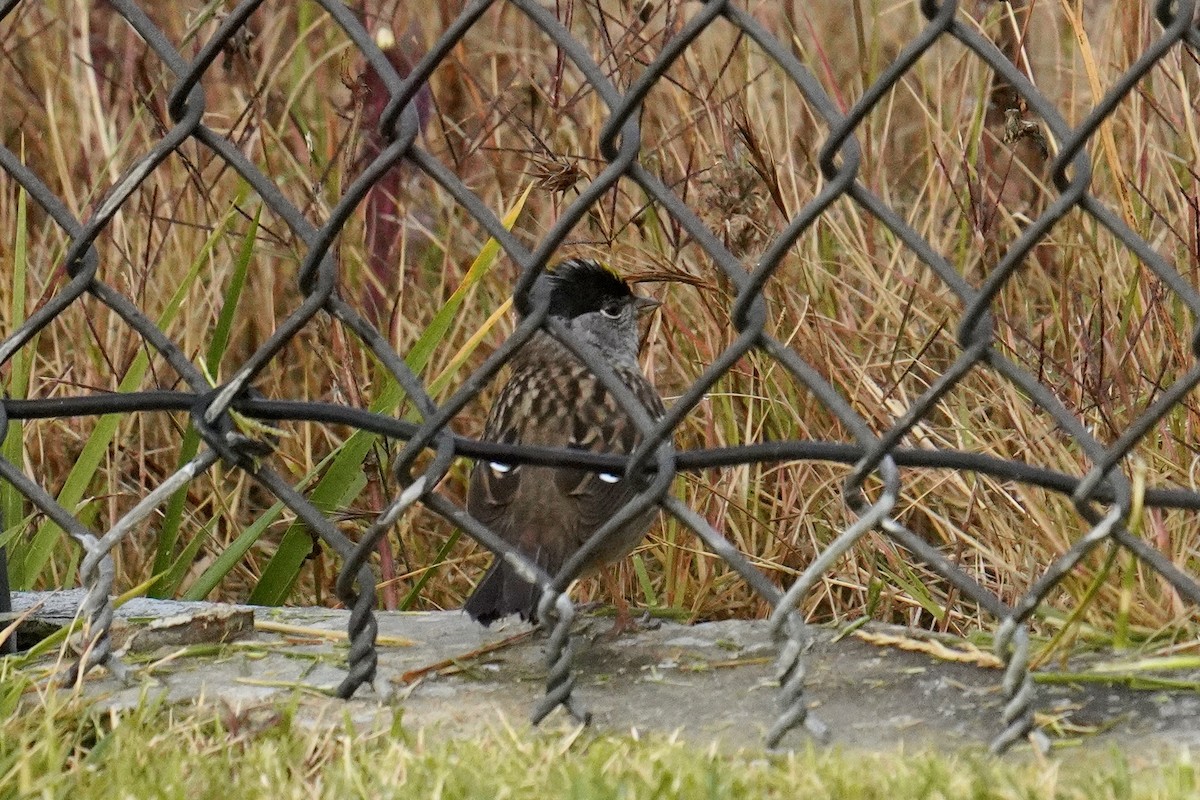 Golden-crowned Sparrow - ML637398514