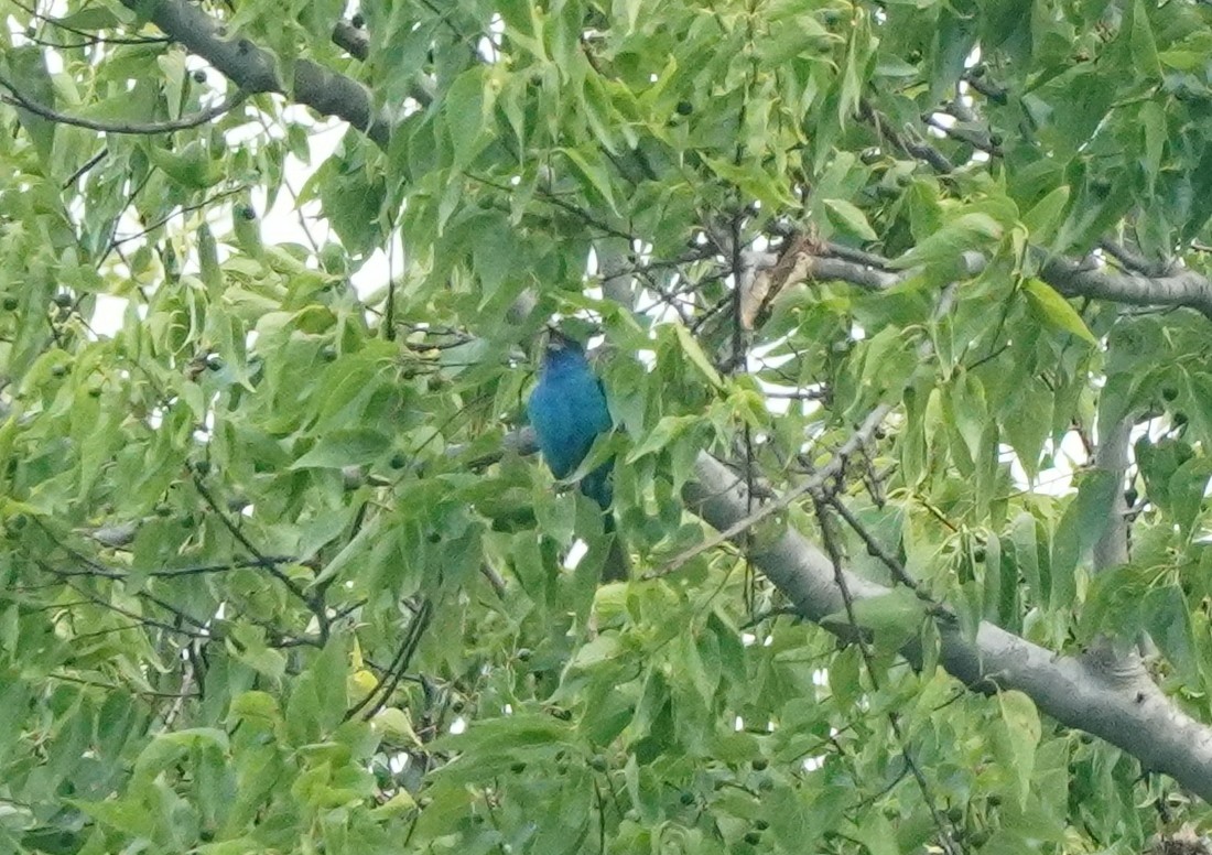 papežík indigový - ML637398516