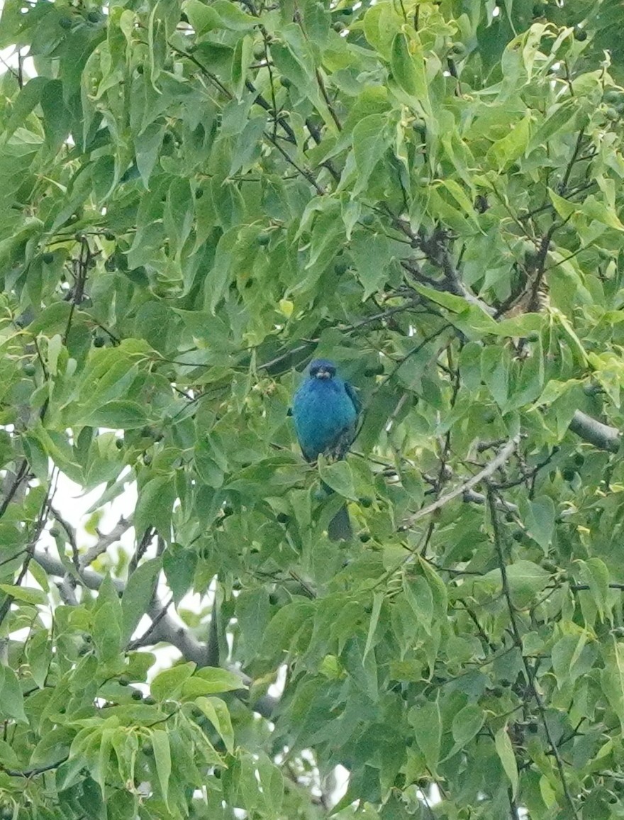 papežík indigový - ML637398517