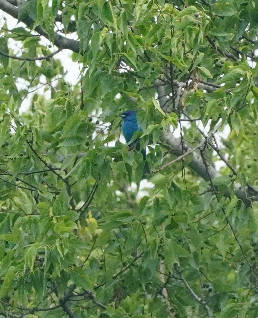 papežík indigový - ML637398518