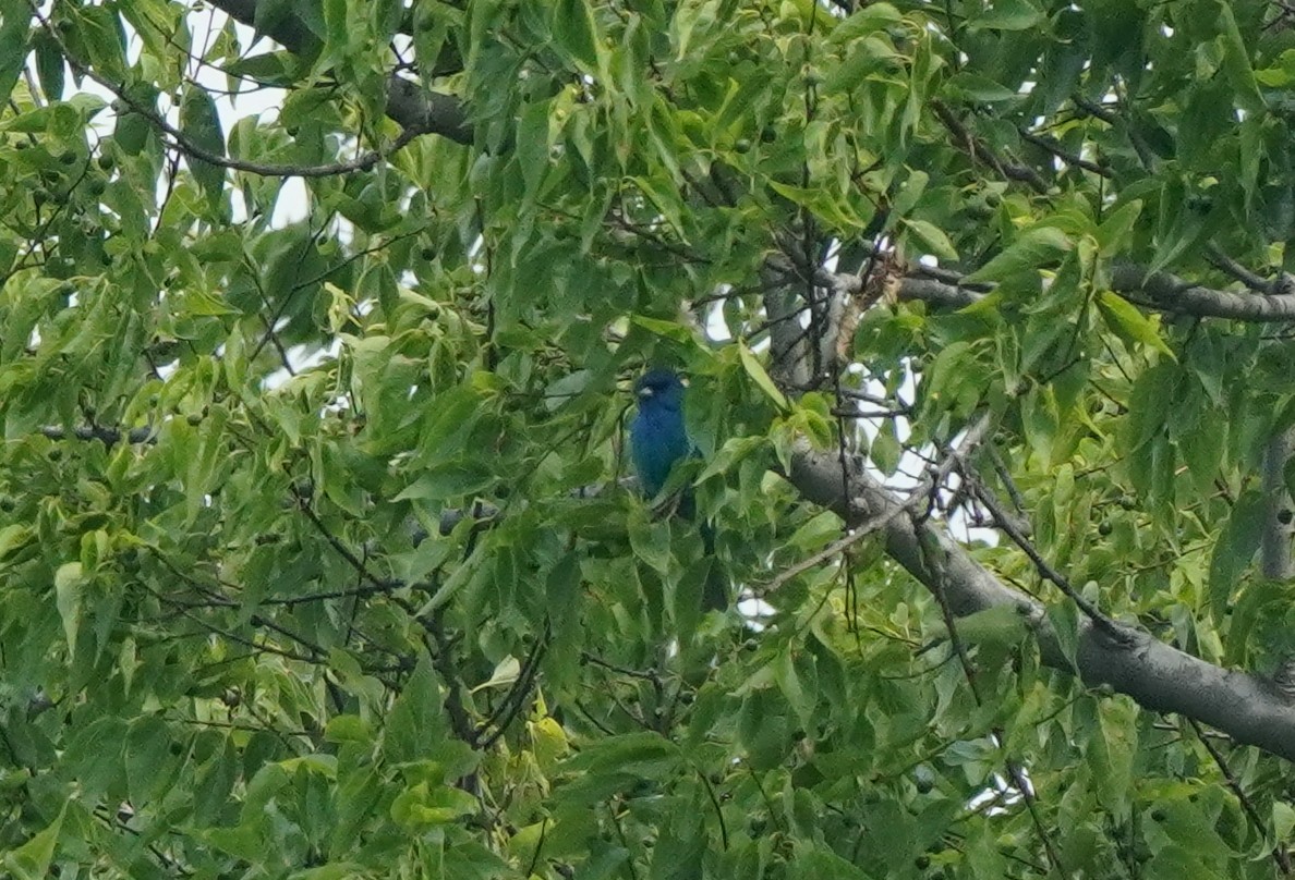 papežík indigový - ML637398521