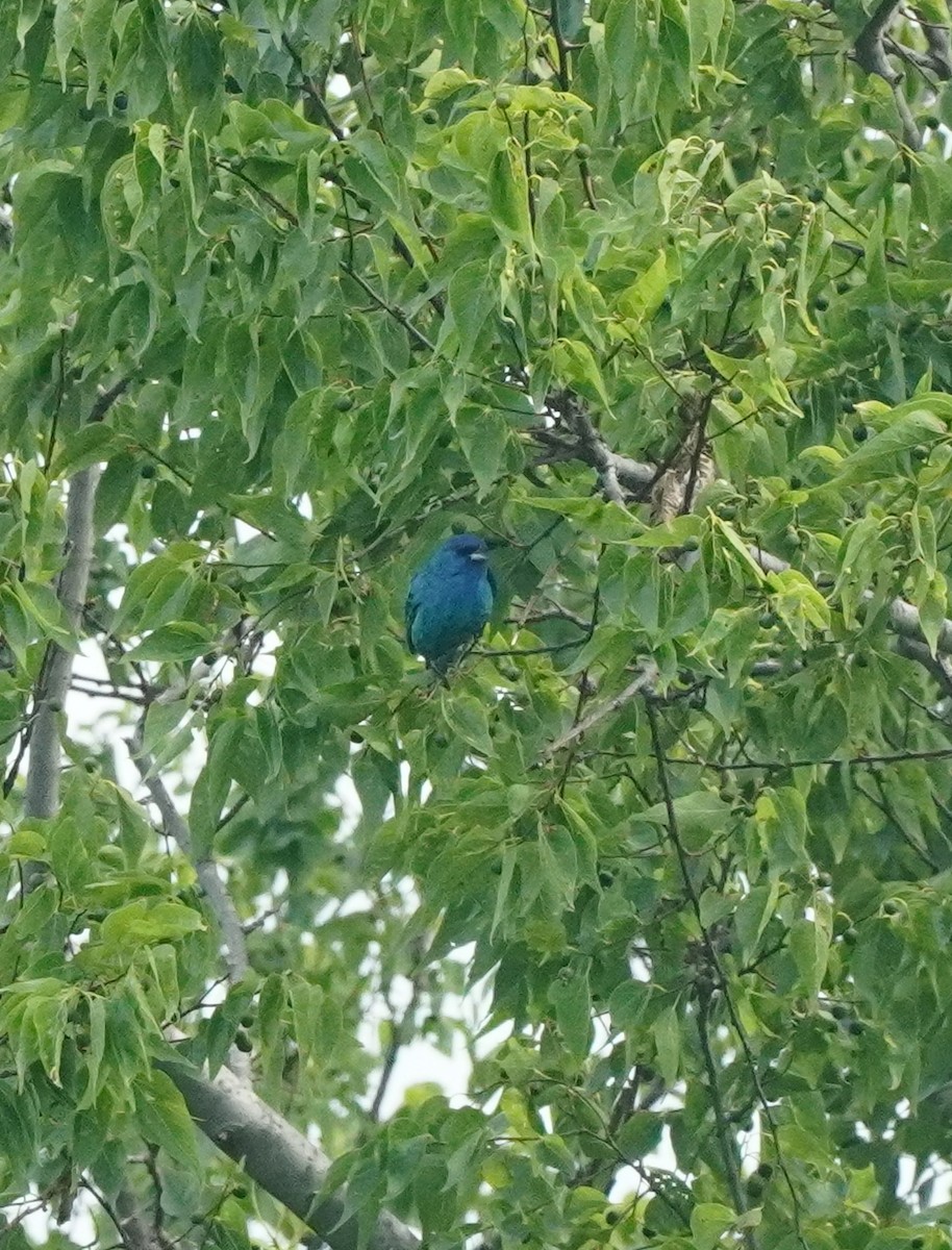 papežík indigový - ML637398522