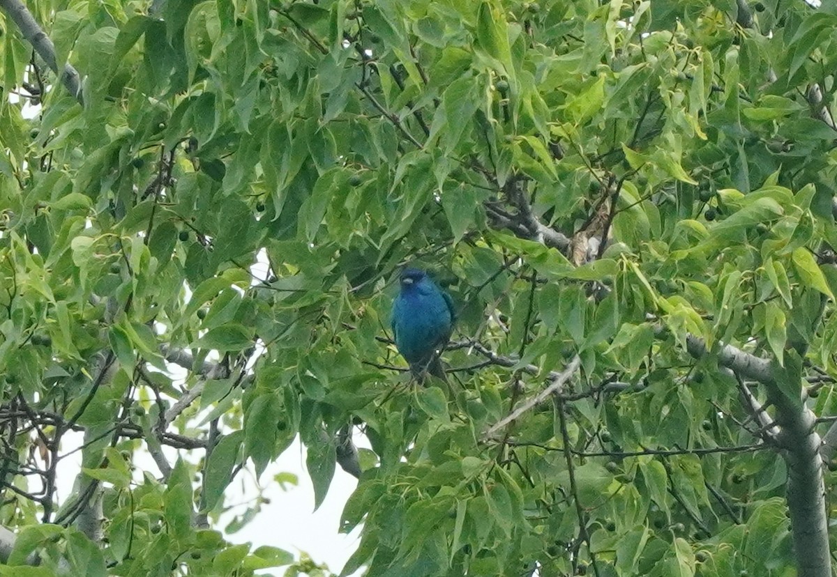 papežík indigový - ML637398523