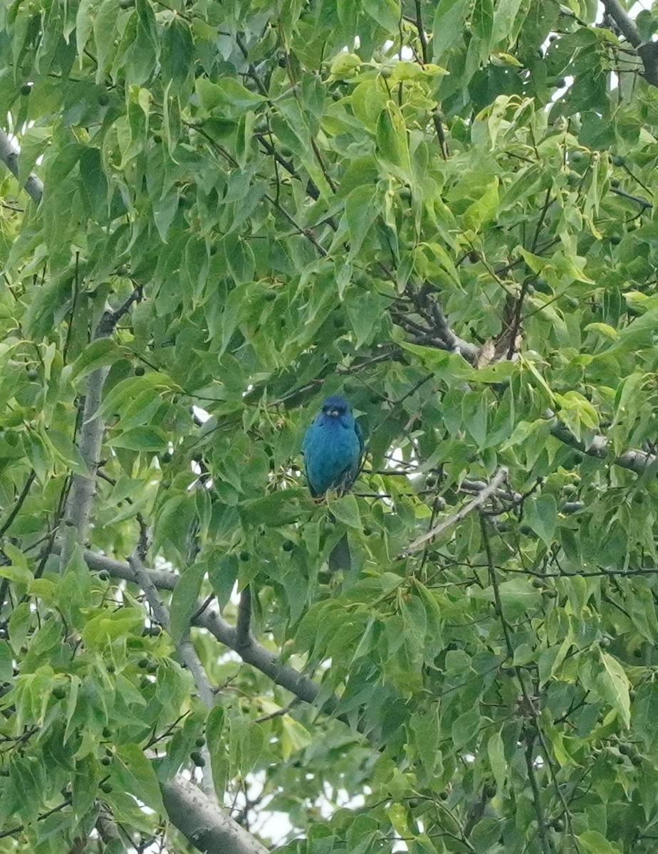 papežík indigový - ML637398524