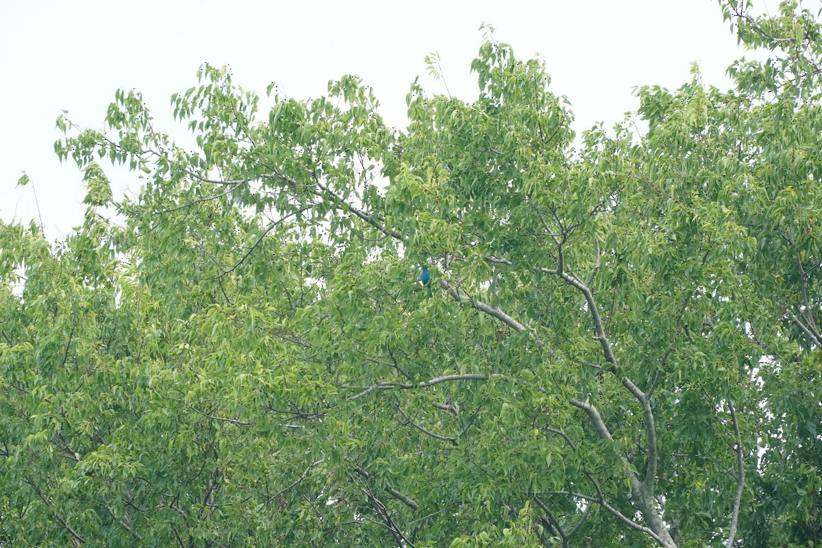 papežík indigový - ML637398526