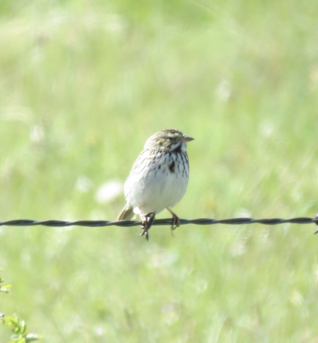 Savannah Sparrow - ML637398567
