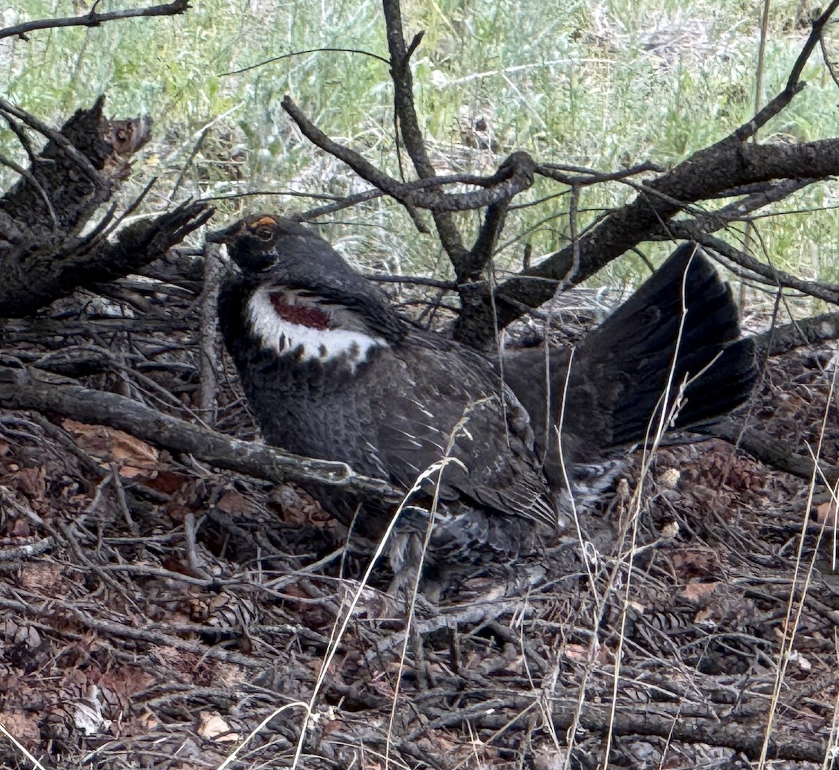 Dusky Grouse - ML637398639