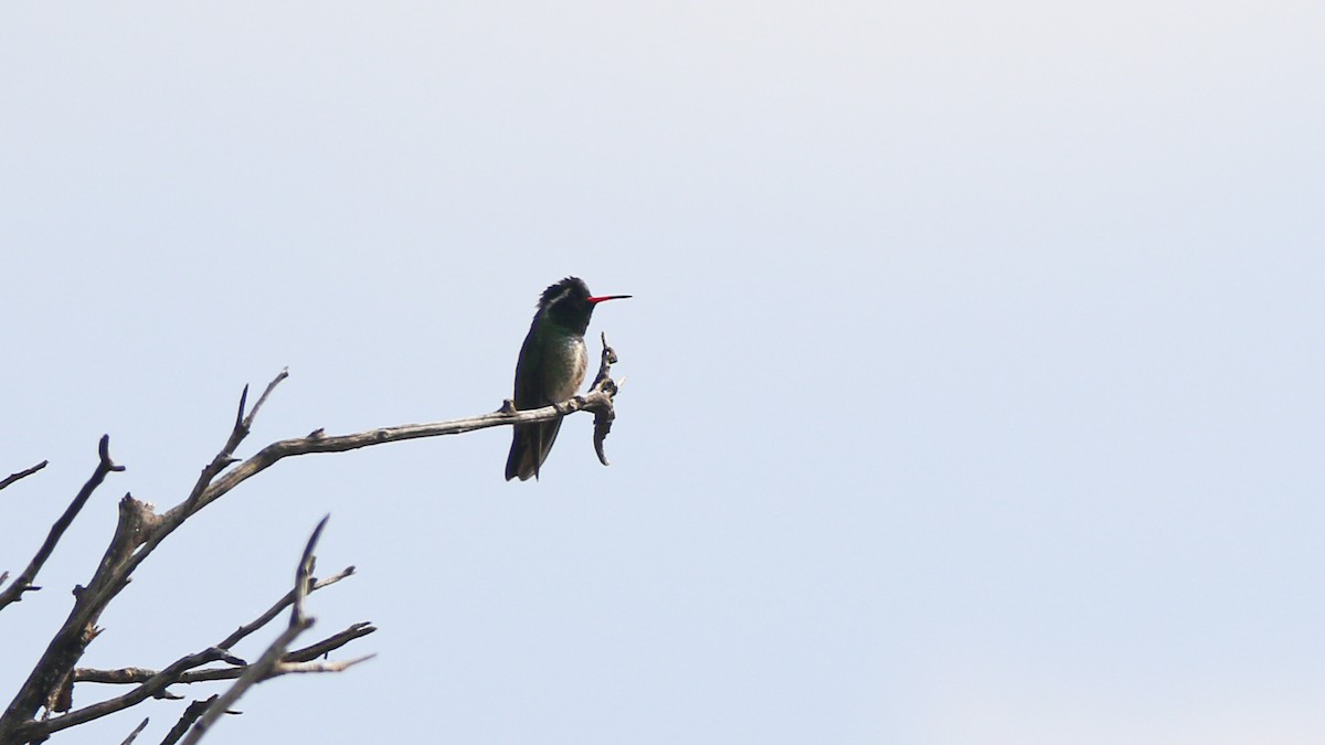 White-eared Hummingbird - ML637398658