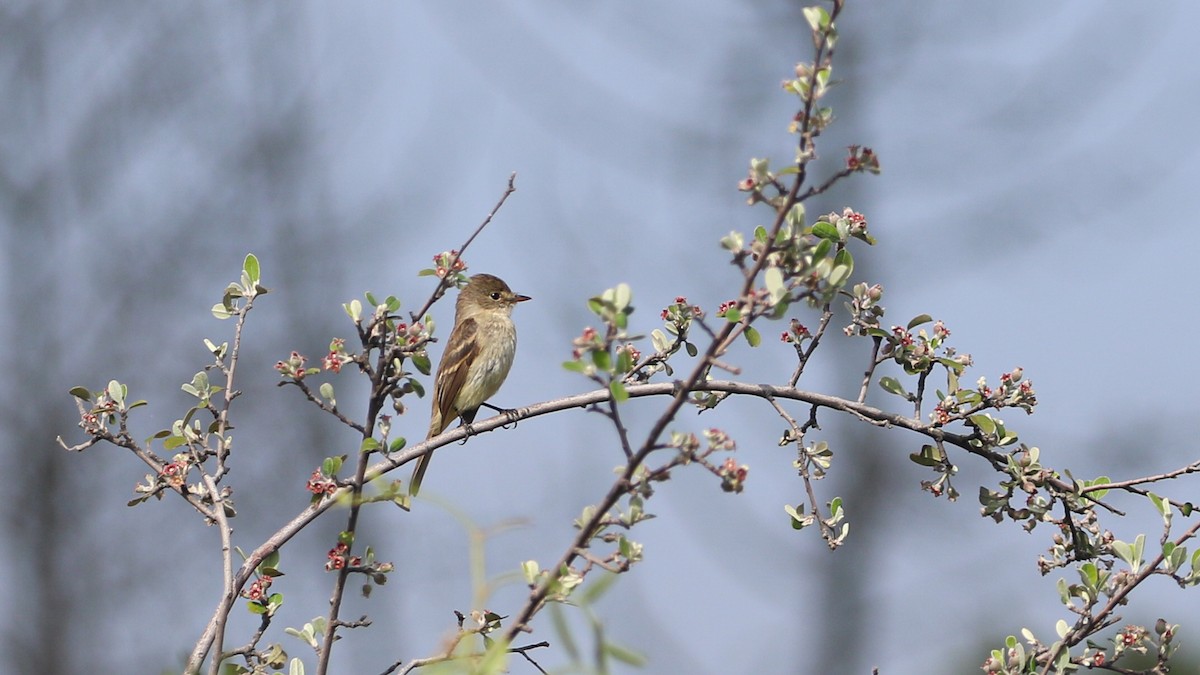 White-throated Flycatcher - ML637398668