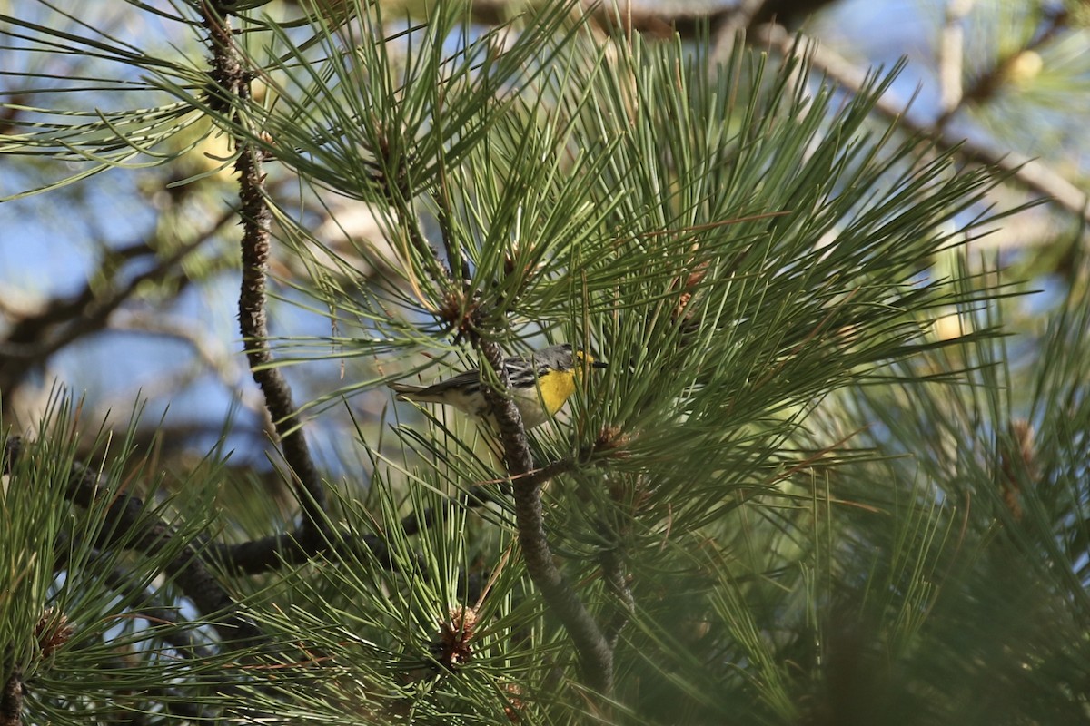 Grace's Warbler - ML637398669