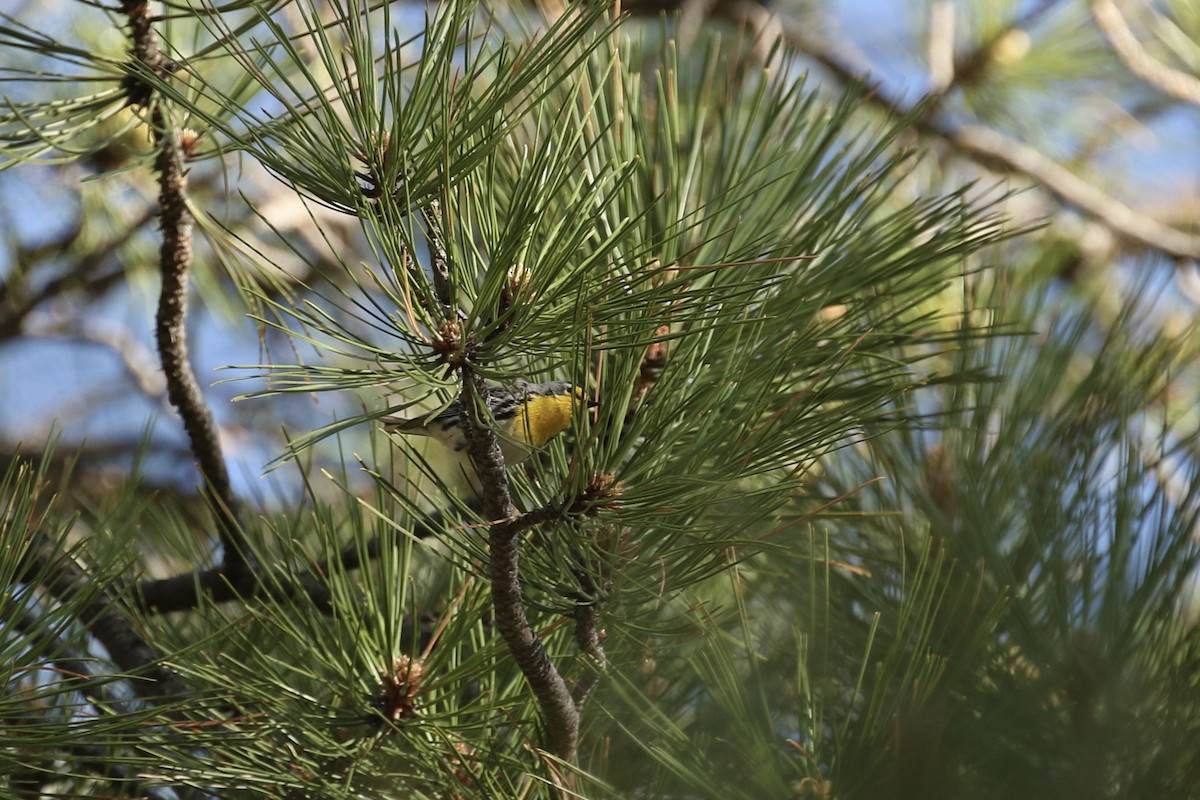 Grace's Warbler - ML637398688