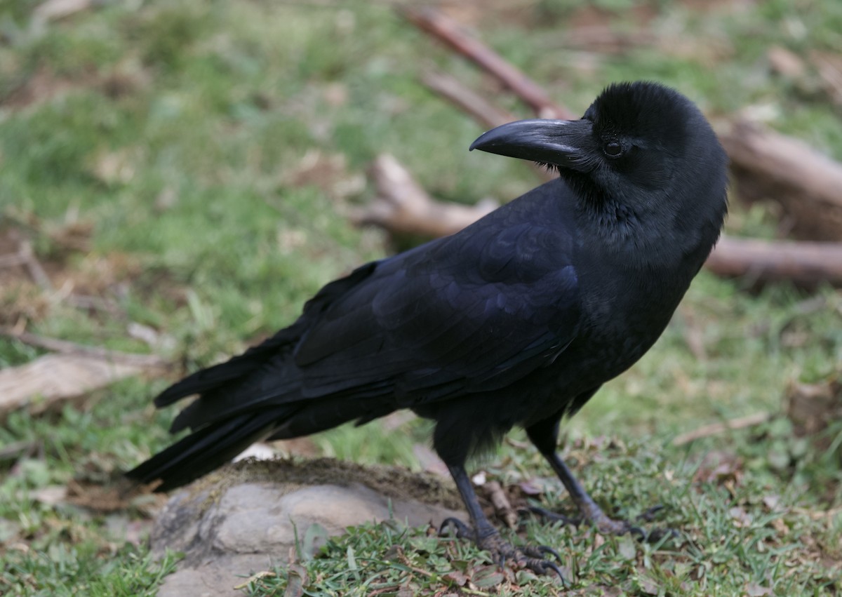 Large-billed Crow - ML637398695
