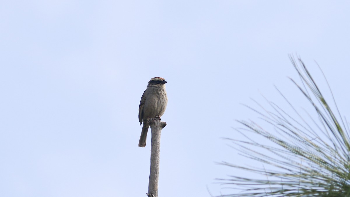 Striped Sparrow - ML637398807