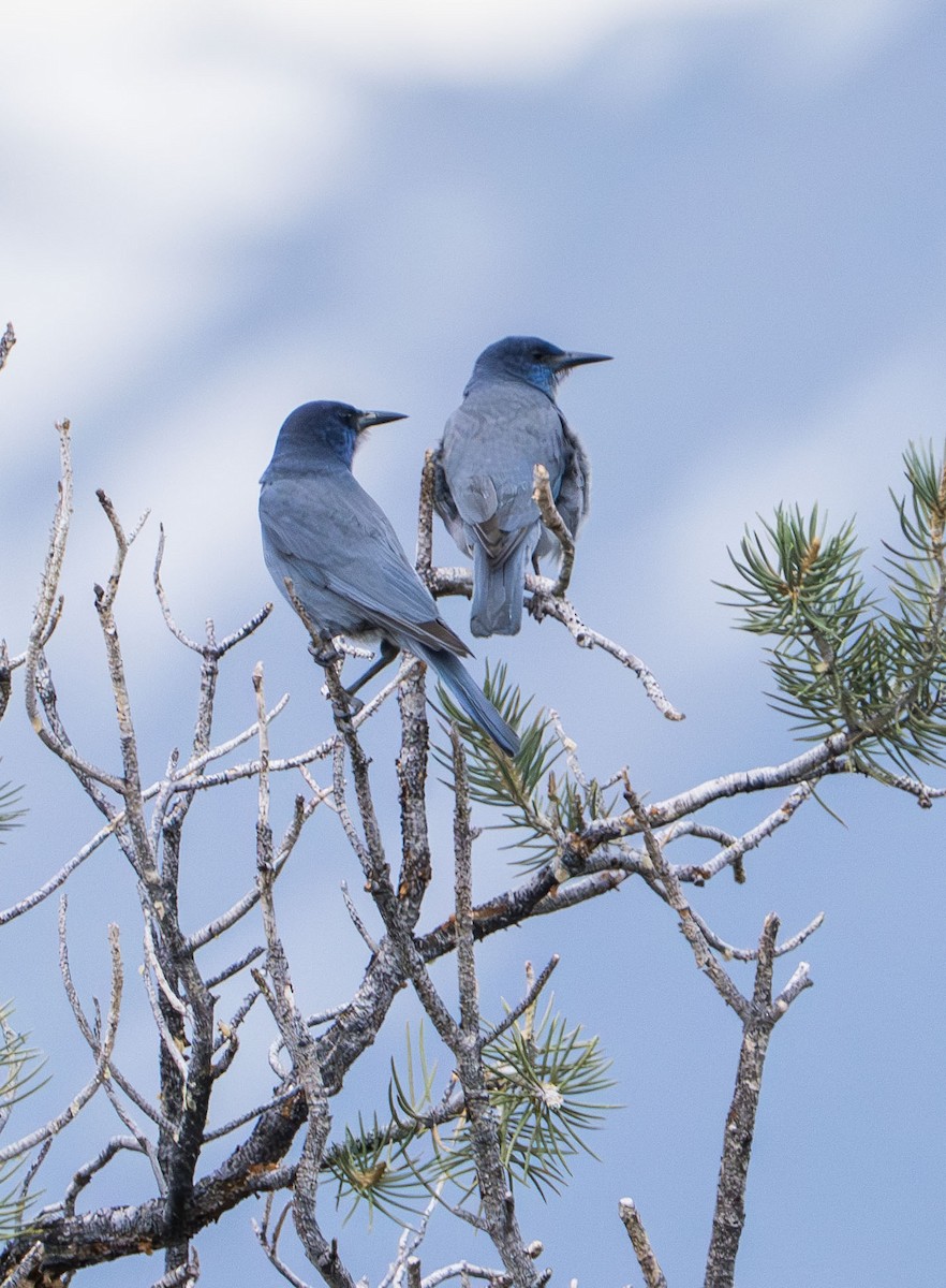 Pinyon Jay - ML637398814