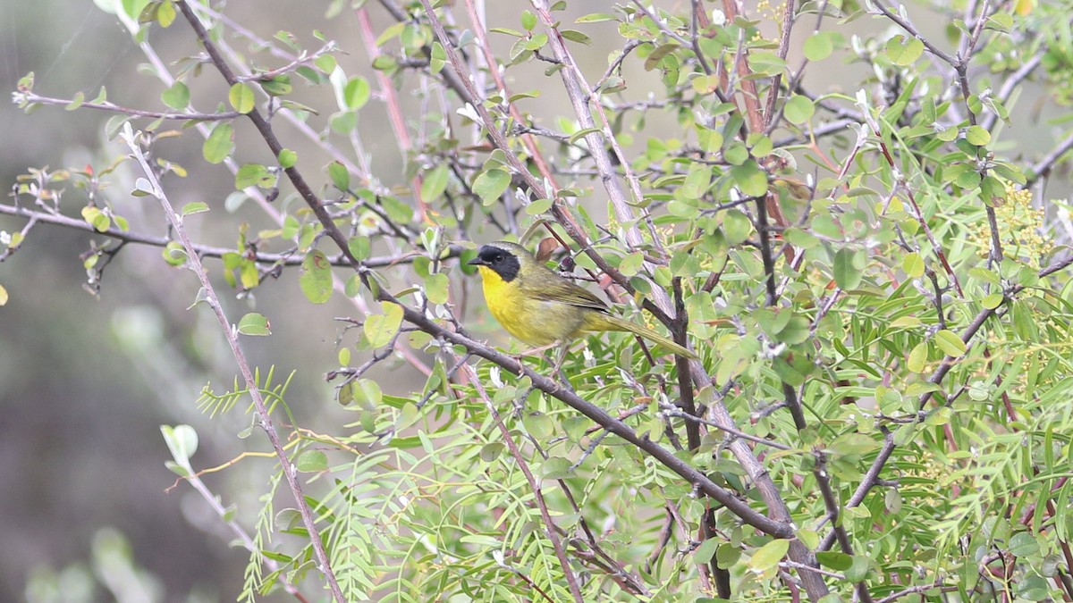 Hooded Yellowthroat - ML637398826