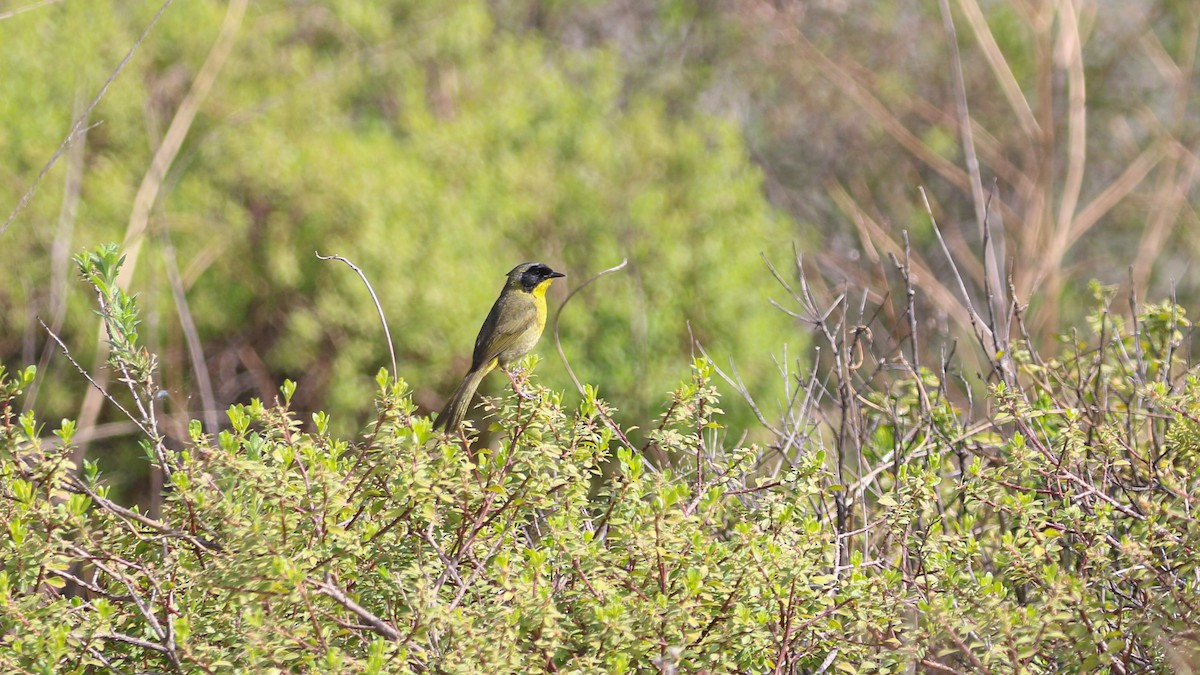 Hooded Yellowthroat - ML637398849