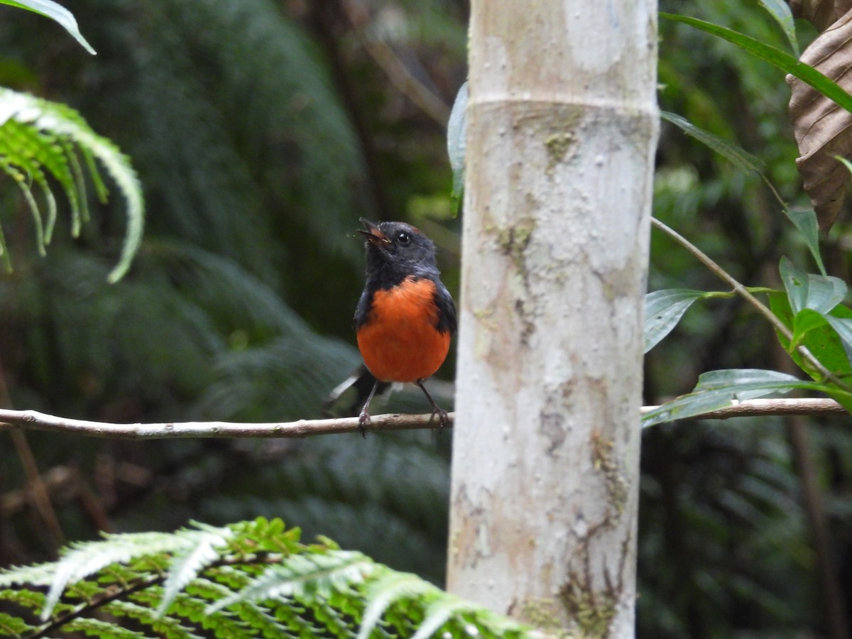 Slate-throated Redstart - ML637398946