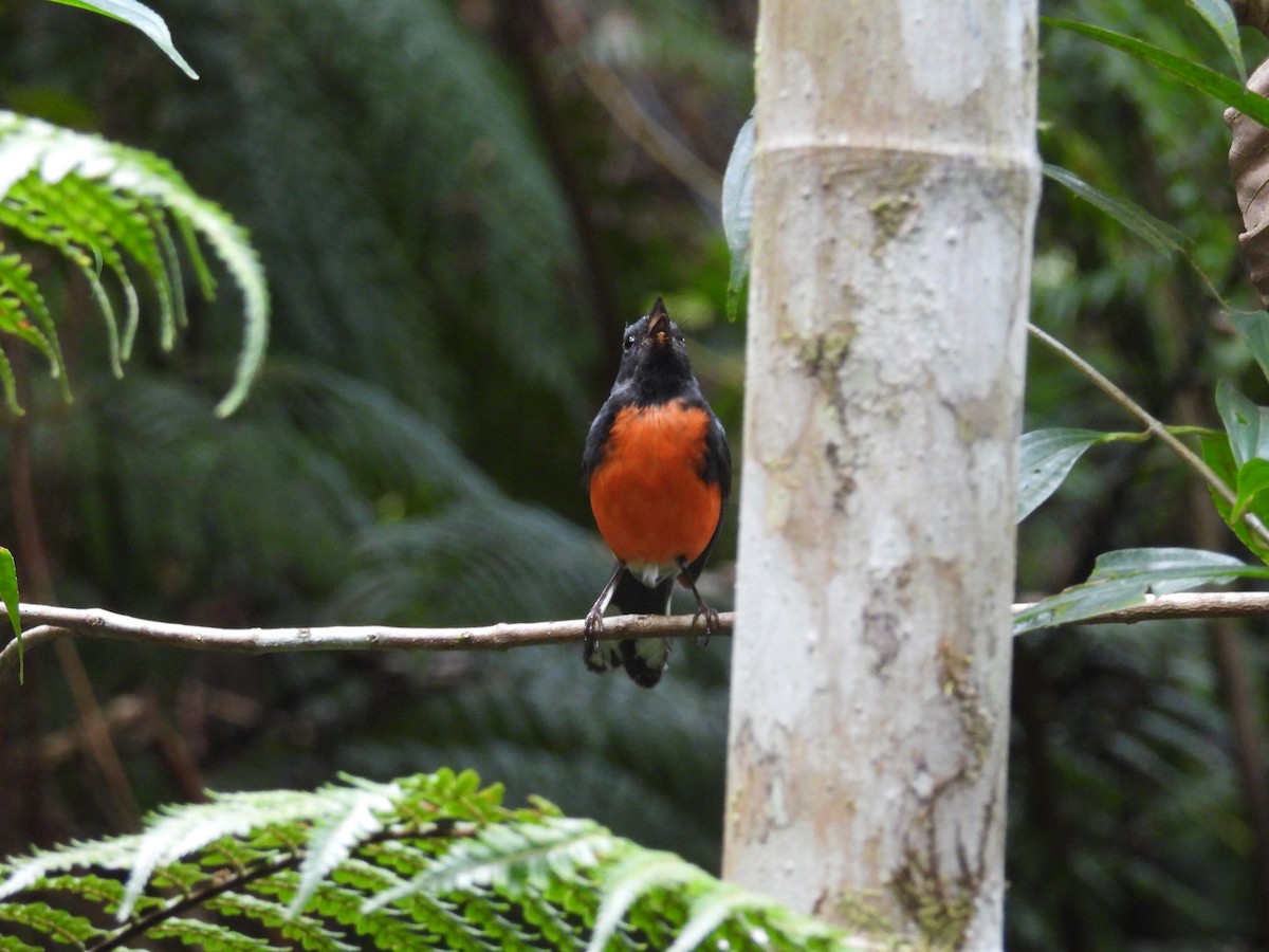 Slate-throated Redstart - ML637398947