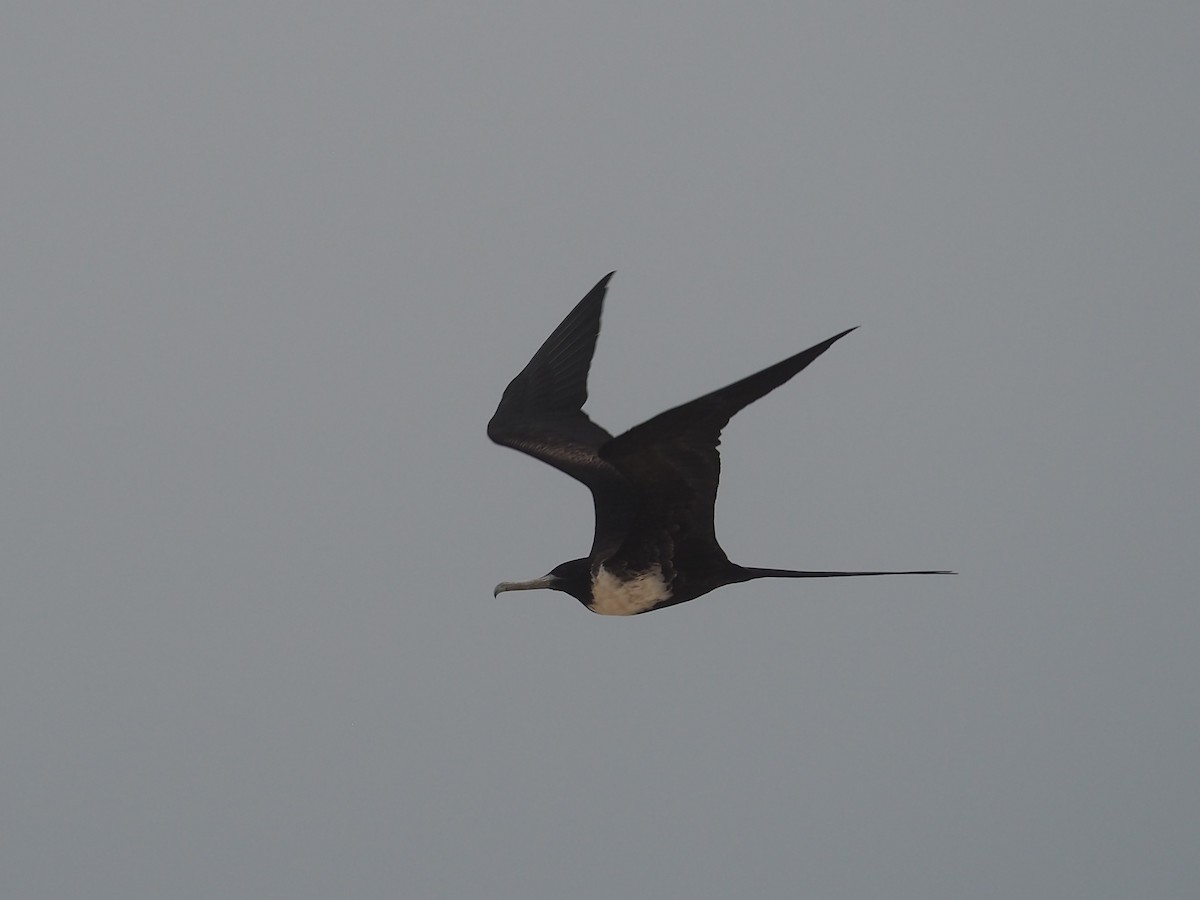 Magnificent Frigatebird - ML637398949