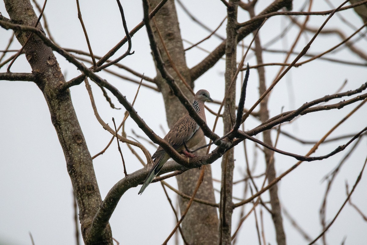 Spotted Dove - ML637398956