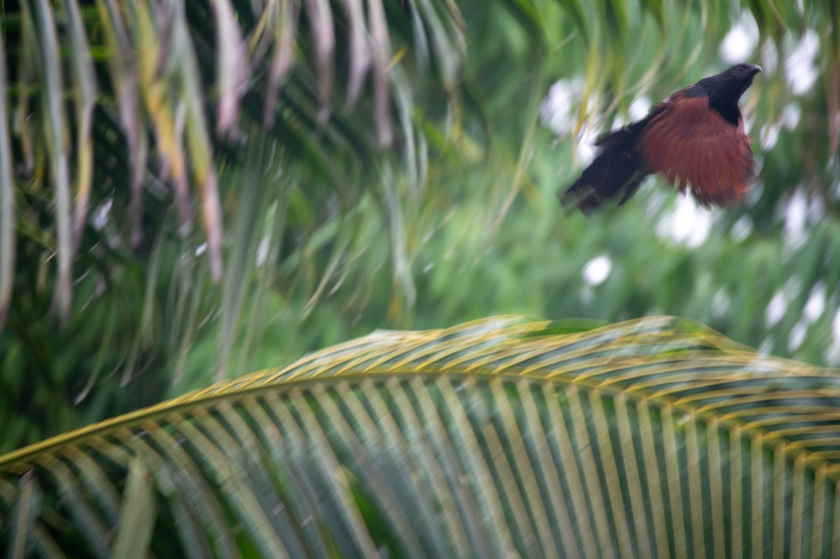 Philippine Coucal - ML637398963