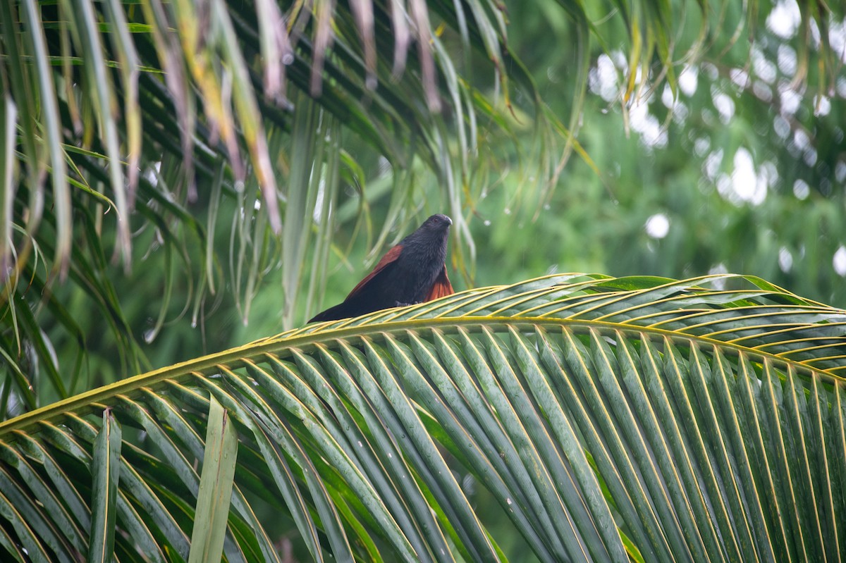 Philippine Coucal - ML637398964
