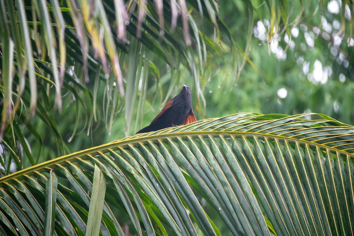 Philippine Coucal - ML637398965