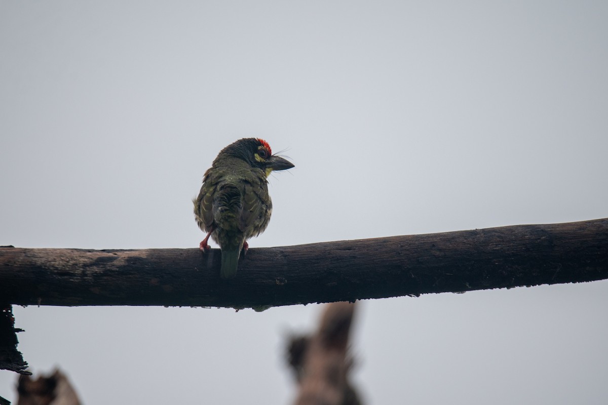 Coppersmith Barbet - ML637398967