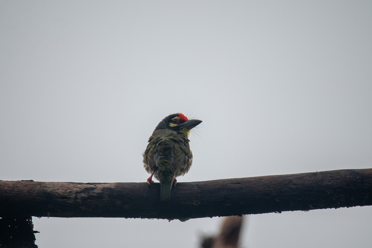Coppersmith Barbet - ML637398968