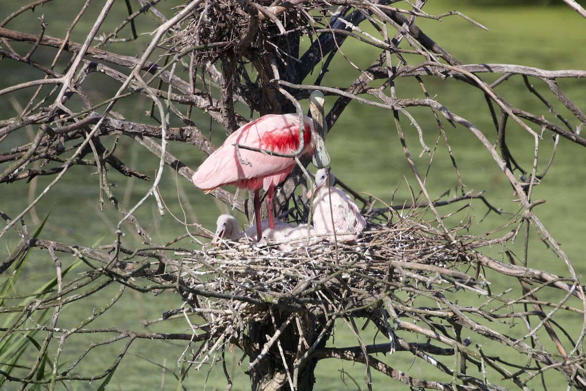 Roseate Spoonbill - ML637398969