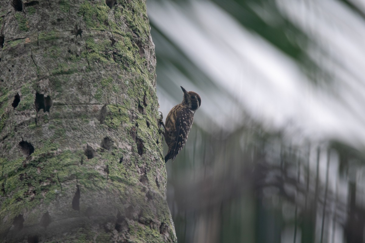 Philippine Pygmy Woodpecker - ML637398970