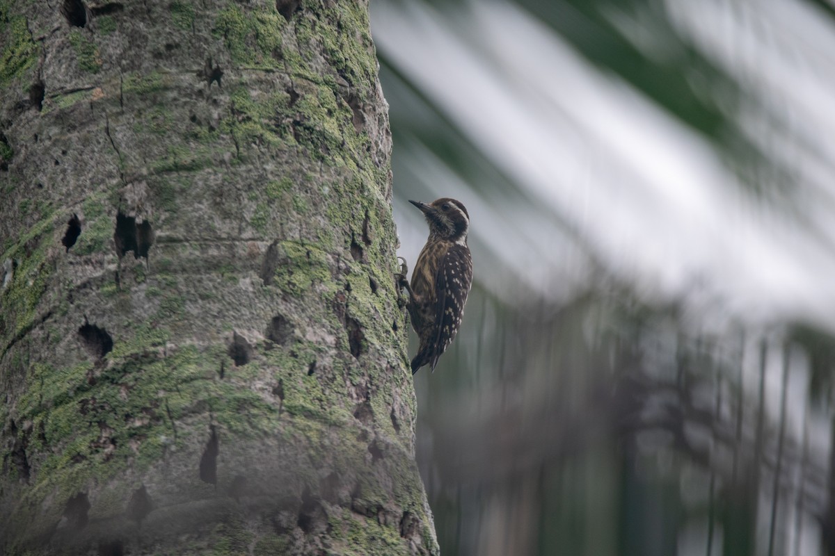 Philippine Pygmy Woodpecker - ML637398972