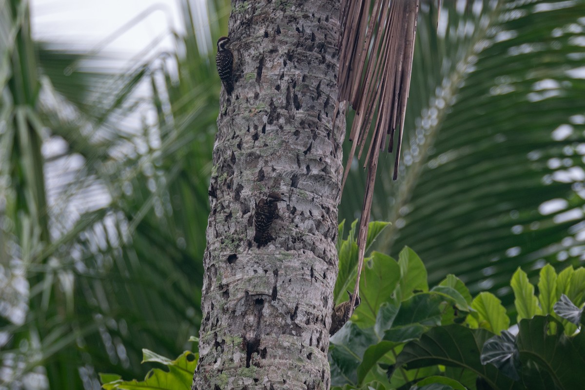 Philippine Pygmy Woodpecker - ML637398973