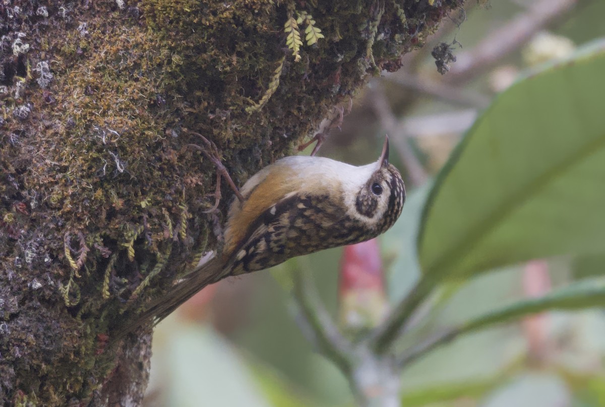 Rusty-flanked Treecreeper - ML637398979