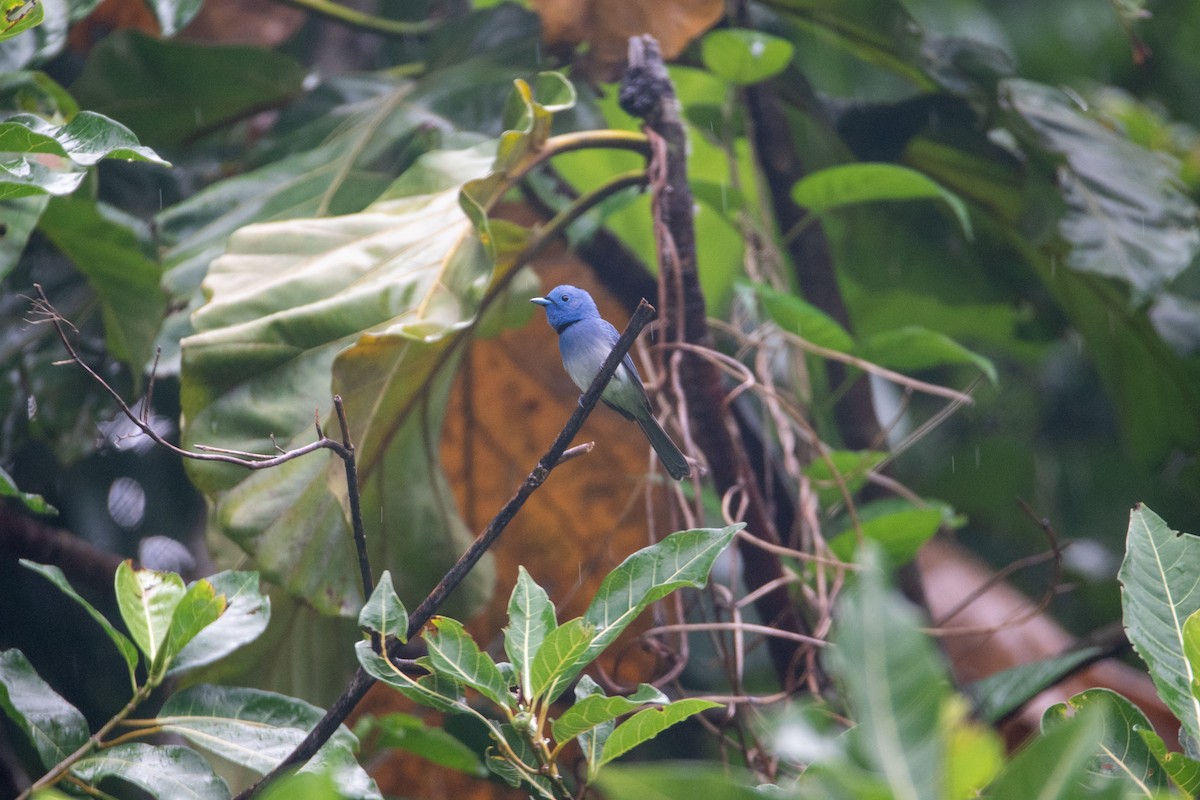 Black-naped Monarch - ML637398981