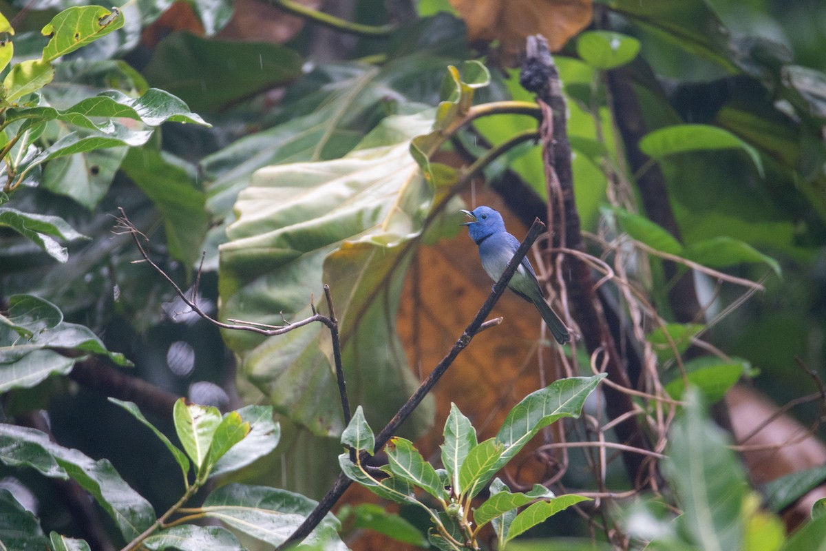 Black-naped Monarch - ML637398982