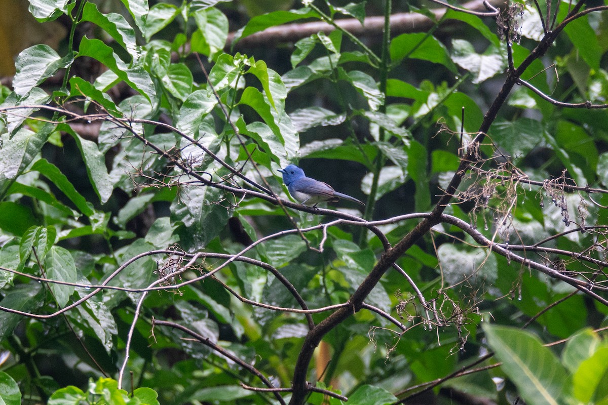 Black-naped Monarch - ML637398984