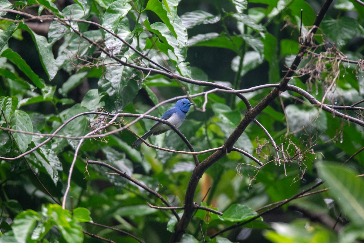 Black-naped Monarch - ML637398986