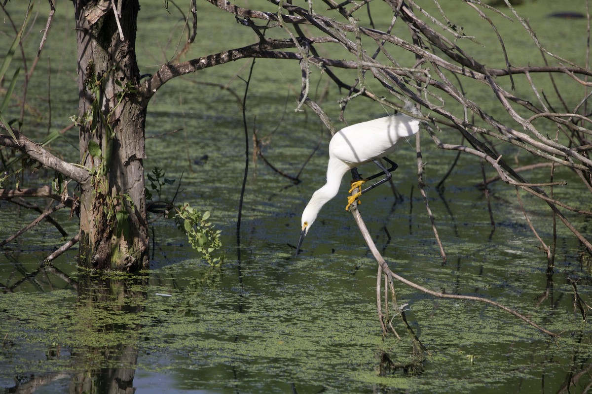Snowy Egret - ML637399003