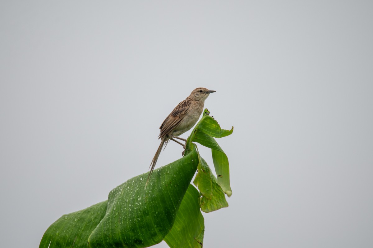Striated Grassbird - ML637399011