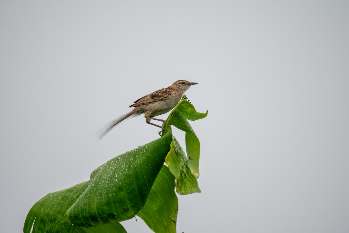 Striated Grassbird - ML637399012