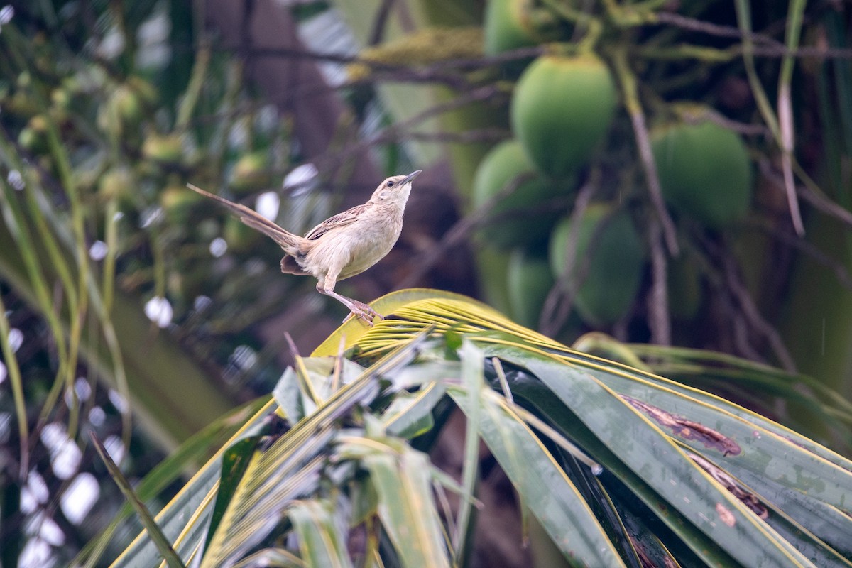 Striated Grassbird - ML637399014