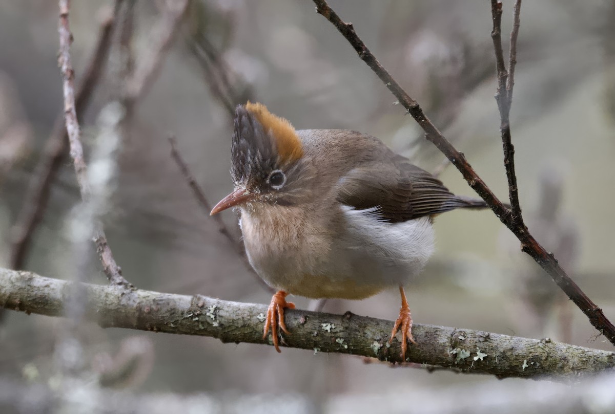 Rufous-vented Yuhina - ML637399016