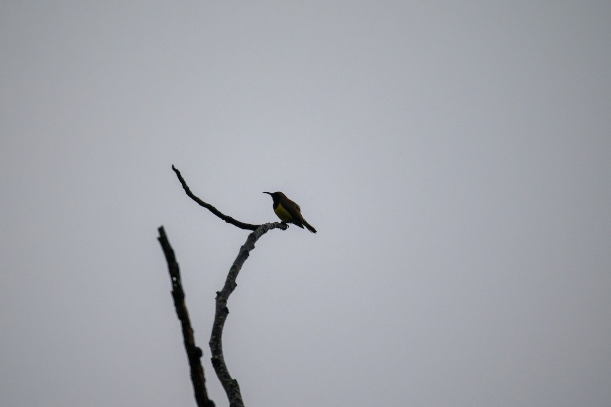 Garden Sunbird - ML637399042