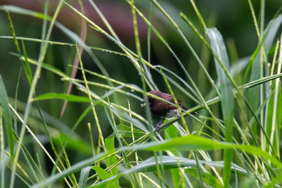 White-bellied Munia - ML637399056